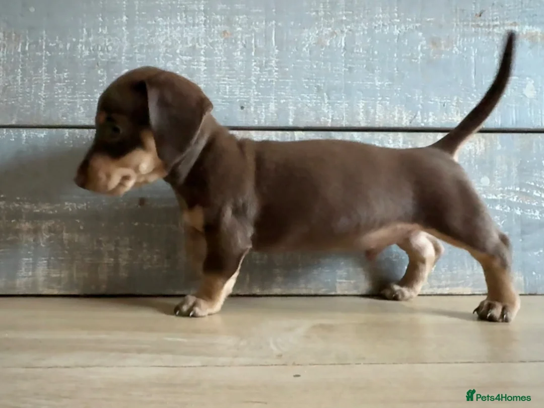 Miniature Dachshund dogs for sale: Kc registered Miniature dachshund puppies  - Advert 2