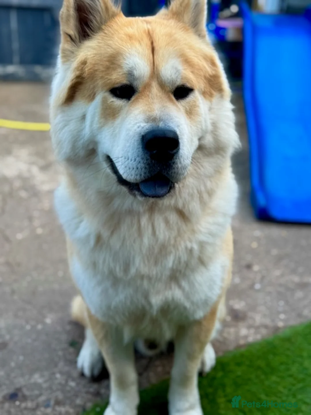 Mixed Breed dogs for sale: Bear // Chakita // Boy 2.8yrs // Blue Tounge - Advert 6