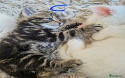 British Shorthair cats for sale: Beautiful British Shorthair Cross Kittens - Image 11