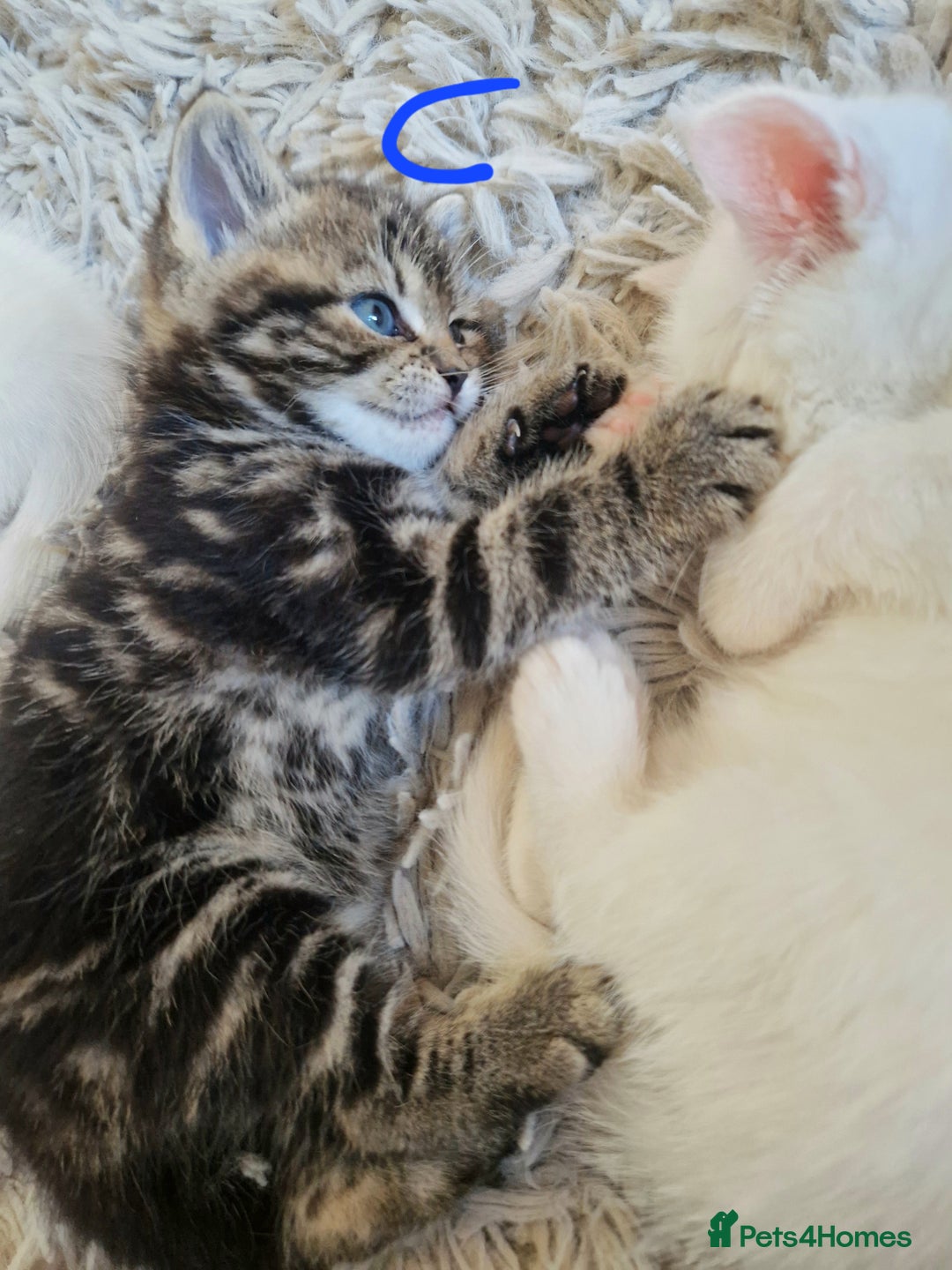 British Shorthair cats for sale: Beautiful British Shorthair Cross Kittens - Image 11