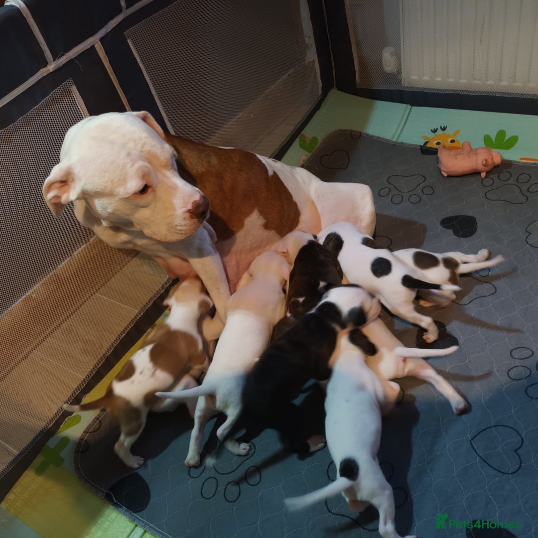 Staffordshire Bull Terrier dogs for sale: Puppi Staffordshire Bull terrier,white verry rare - Image 2