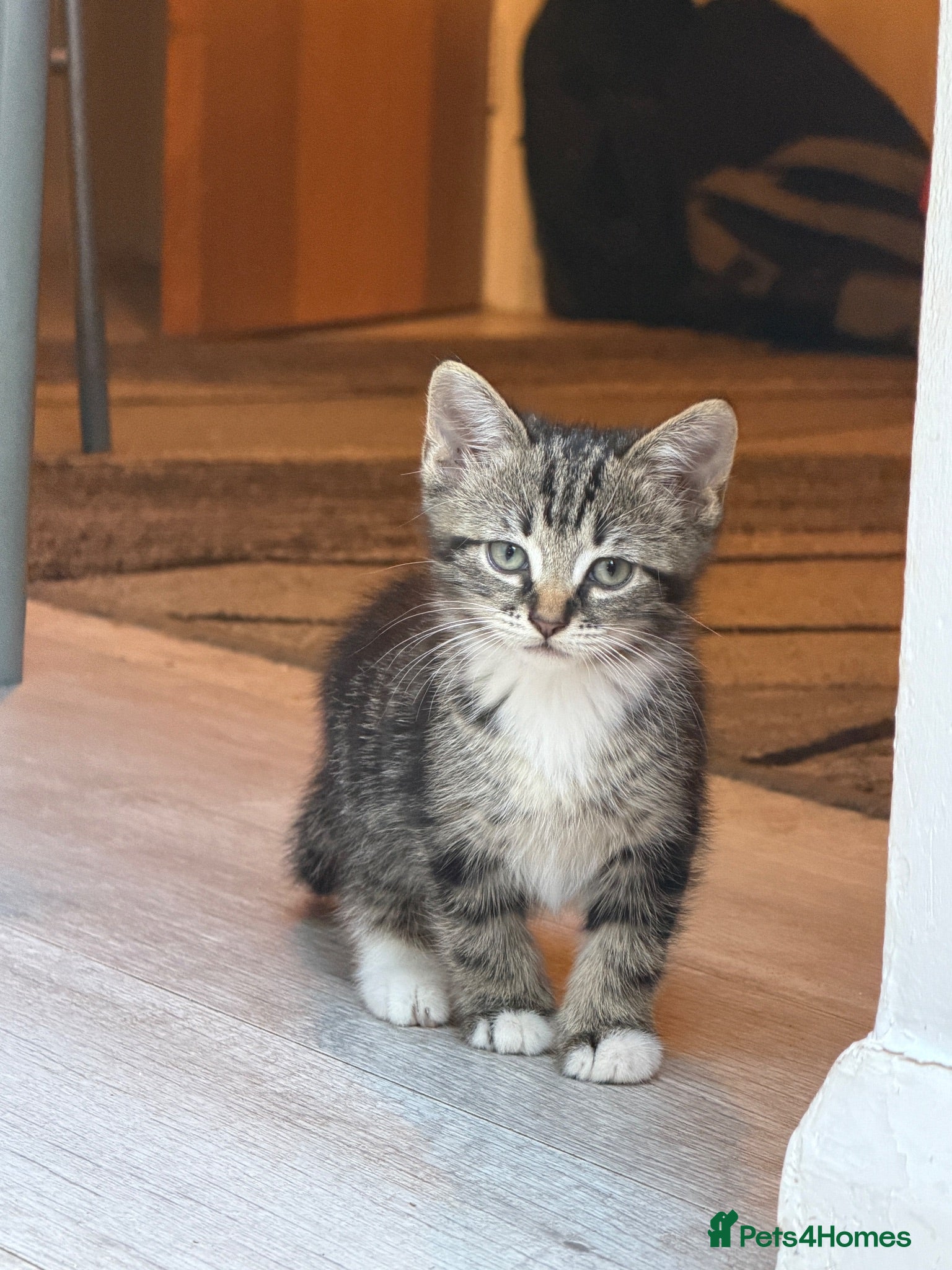 European cats Adorable Kittens - Advert 4