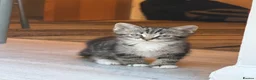 European cats for sale: Adorable Kittens - Advert 1