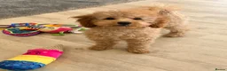Toy Poodle dogs for sale: 1 boy available healthtested beautiful toy poodle  - Advert 18