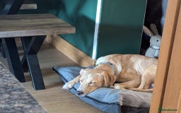 Mixed Breed dogs for sale: Louie - Image 1