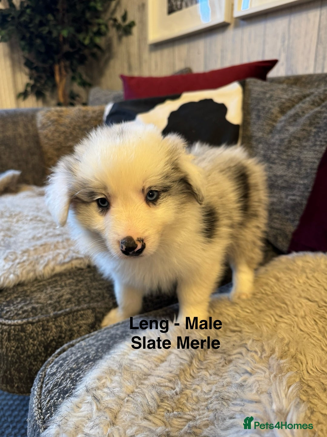Border Collie dogs for sale: Pure Bred Border Collie Puppies For Sale - Advert 4