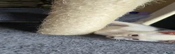 Siamese cats for sale: Stunning siamese girls and boys - Advert 5