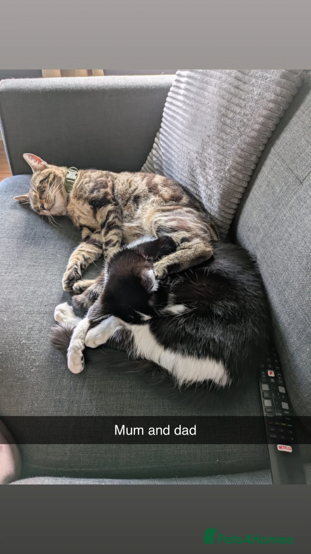 Mixed Breed cats for sale: 2 boy kittens  - Advert 8