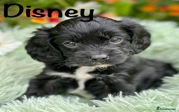 Cavapoo dogs for sale: Stunning Cavapoo babies  - Image 7