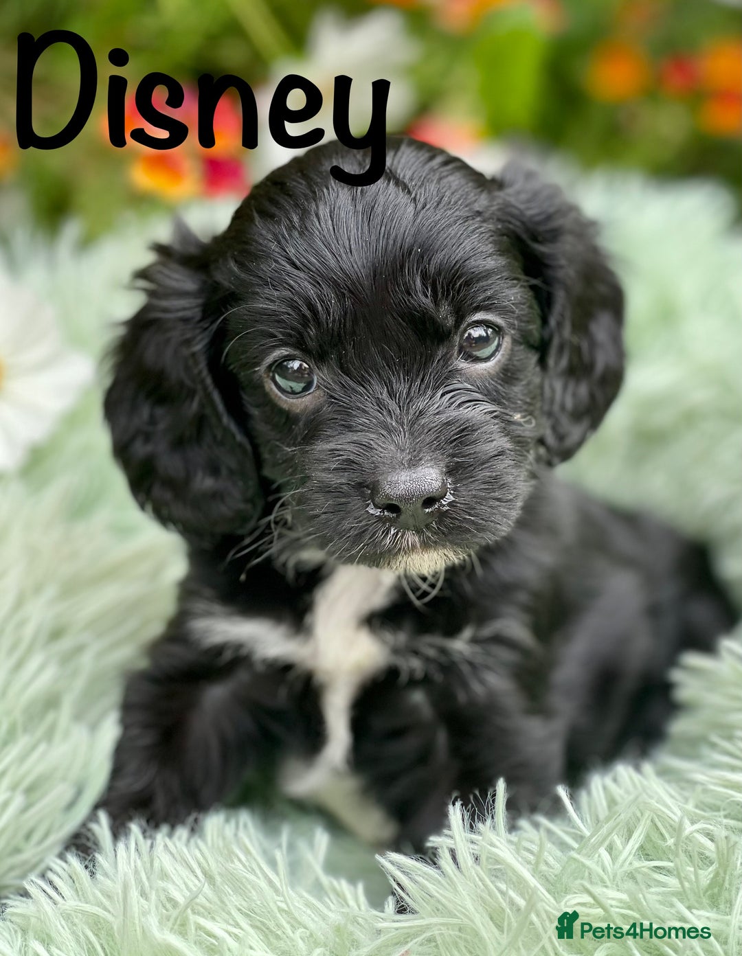 Cavapoo dogs for sale: Stunning Cavapoo babies  - Image 7