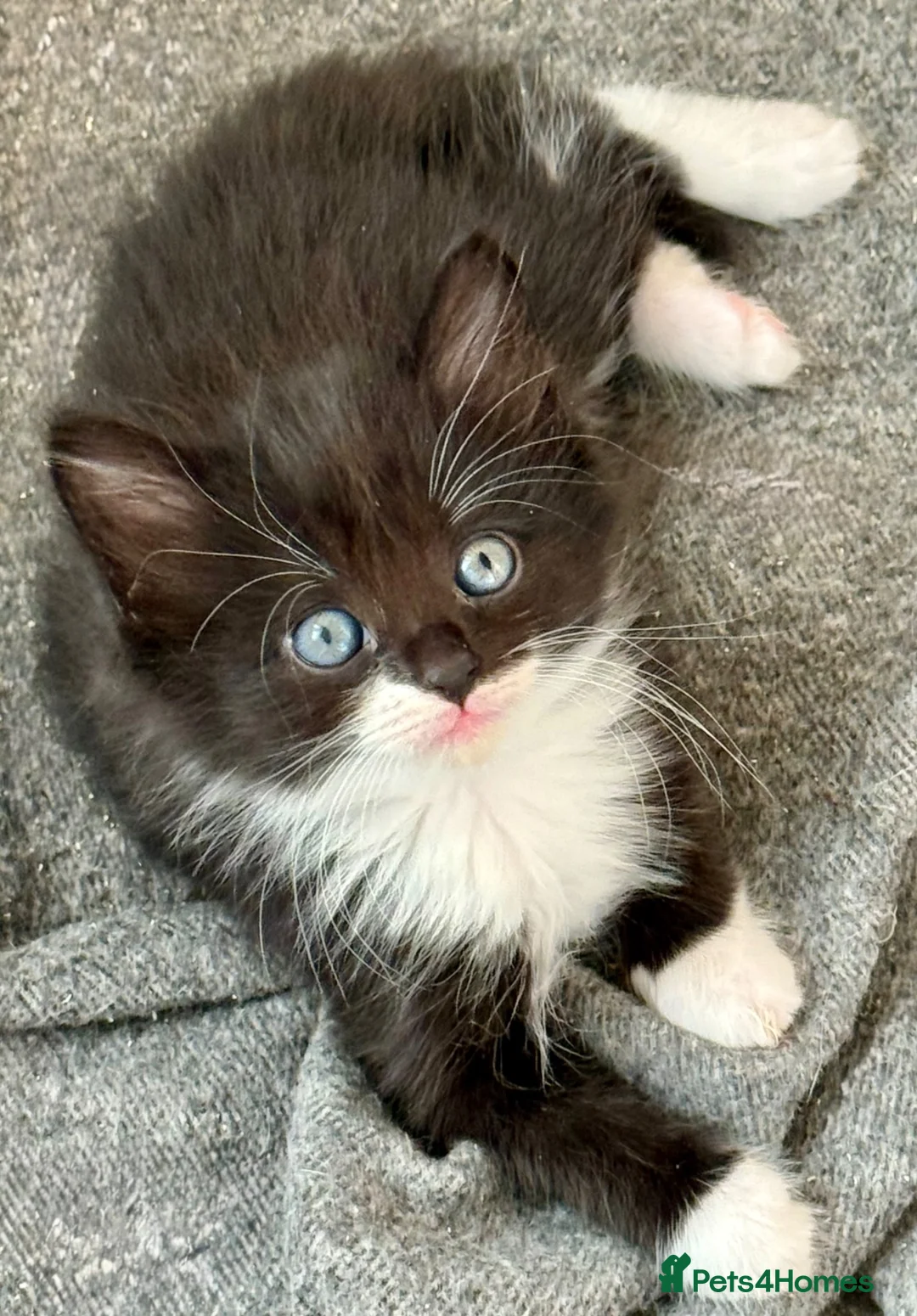 Siberian cats for sale: Pedigree Siberian Kittens in Droitwich - Advert 2