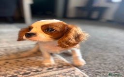 Cavalier King Charles Spaniel dogs for sale: 🐶KC- LAST 1 Cavalier King Charles Boy ready 🏡 💙 - Image 15