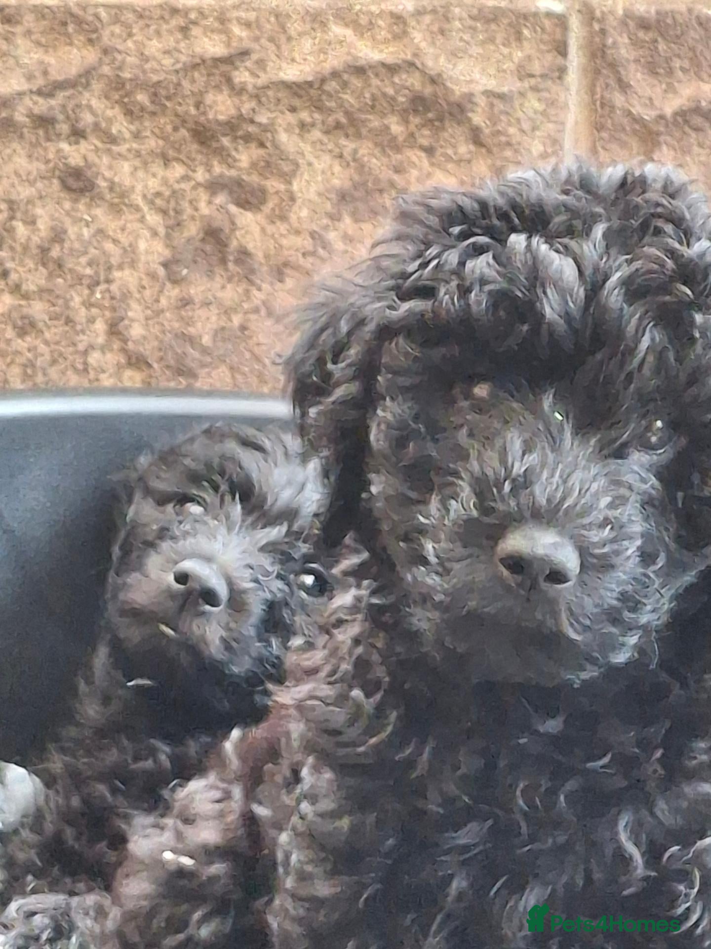 Labradoodle dogs ❤️ Raised With Love Health-Tested Labradoodles - Advert 2