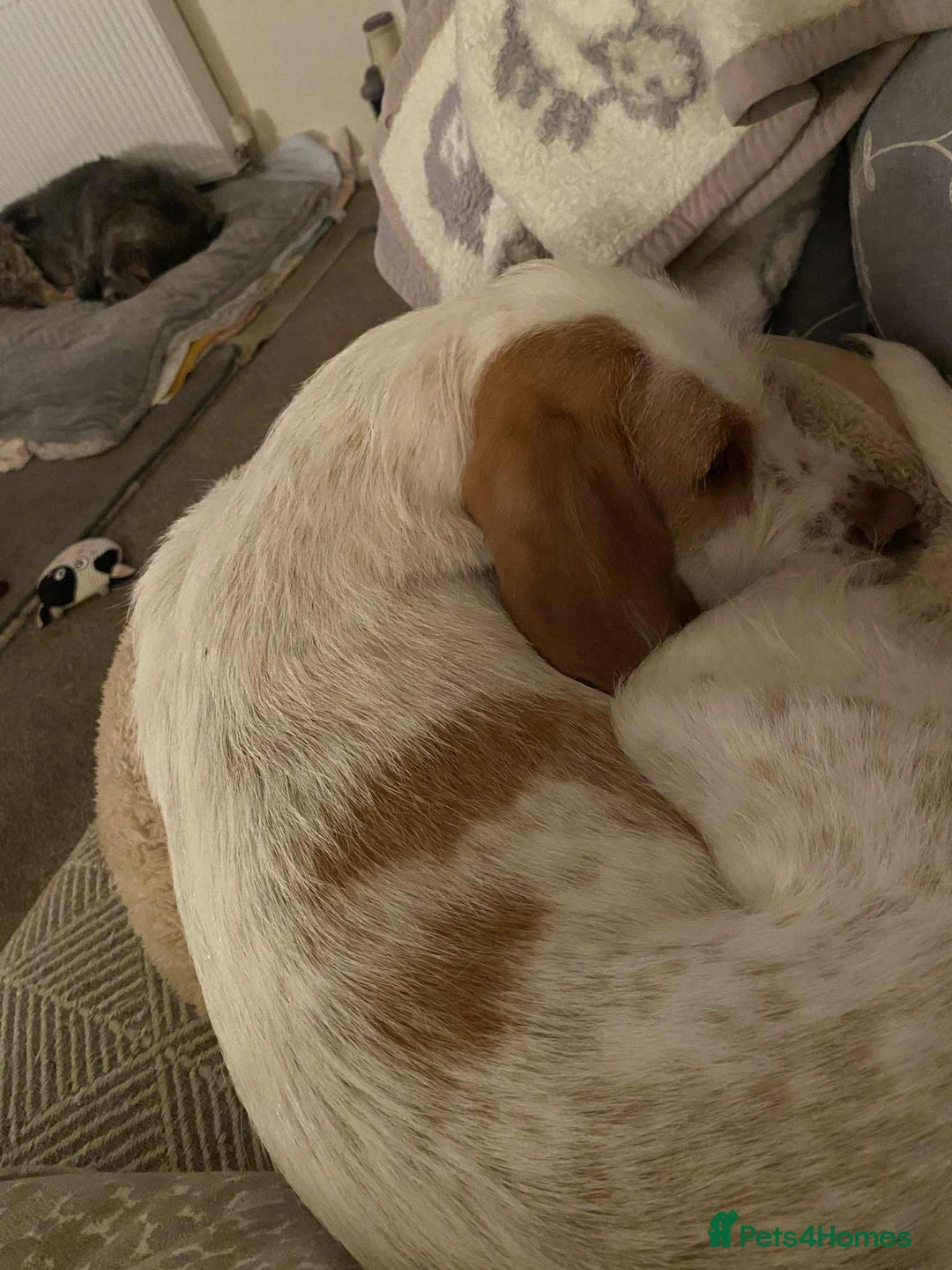 Mixed Breed dogs for adoption: Lovely Polly Griffon X looking for adoption - Advert 5