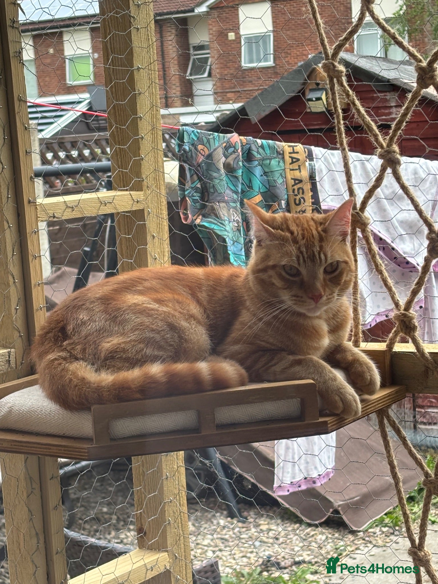 Bengal cats Two males cats need rehoming asap - Advert 10