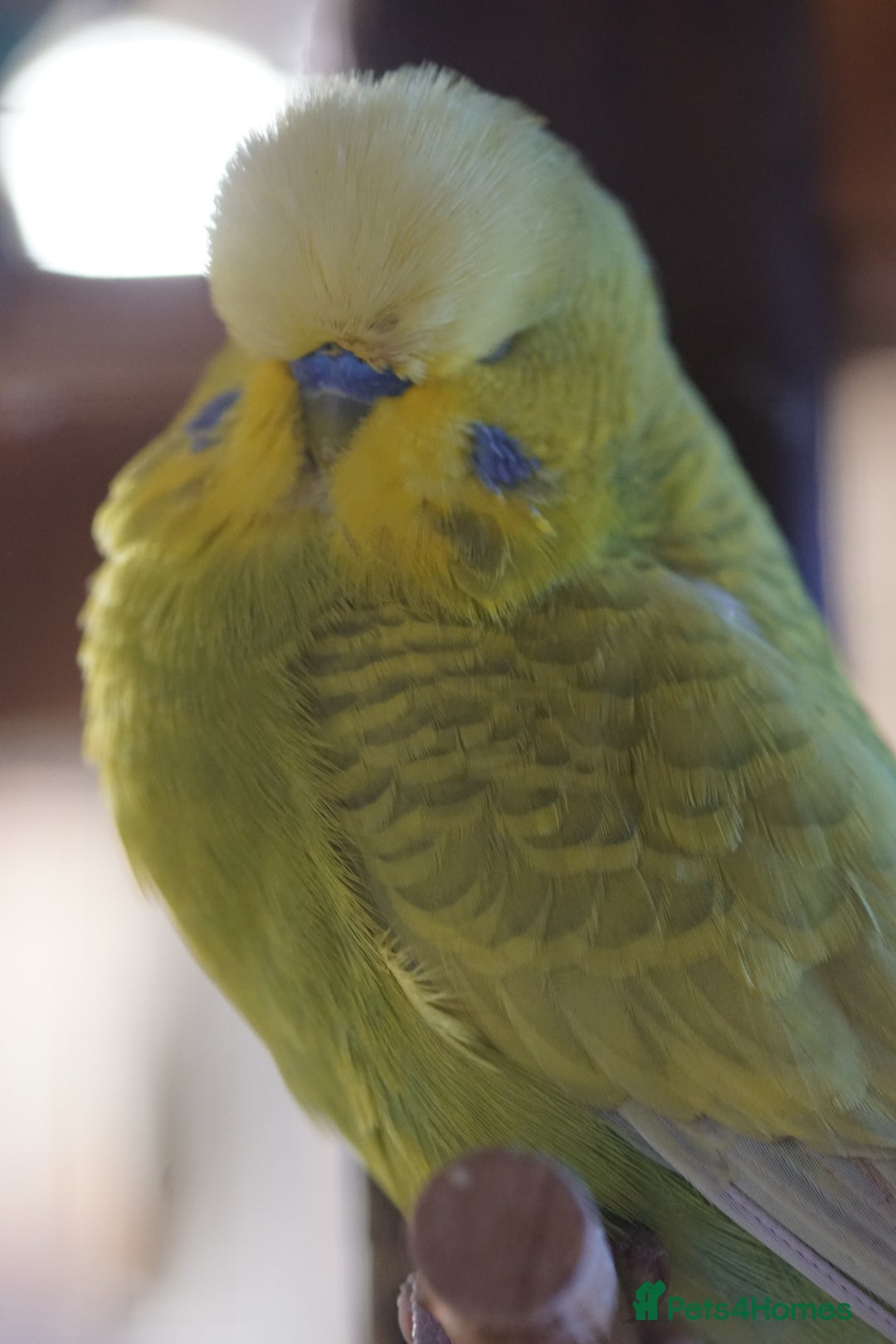 Budgerigars birds for sale: Budgies  - Image 2