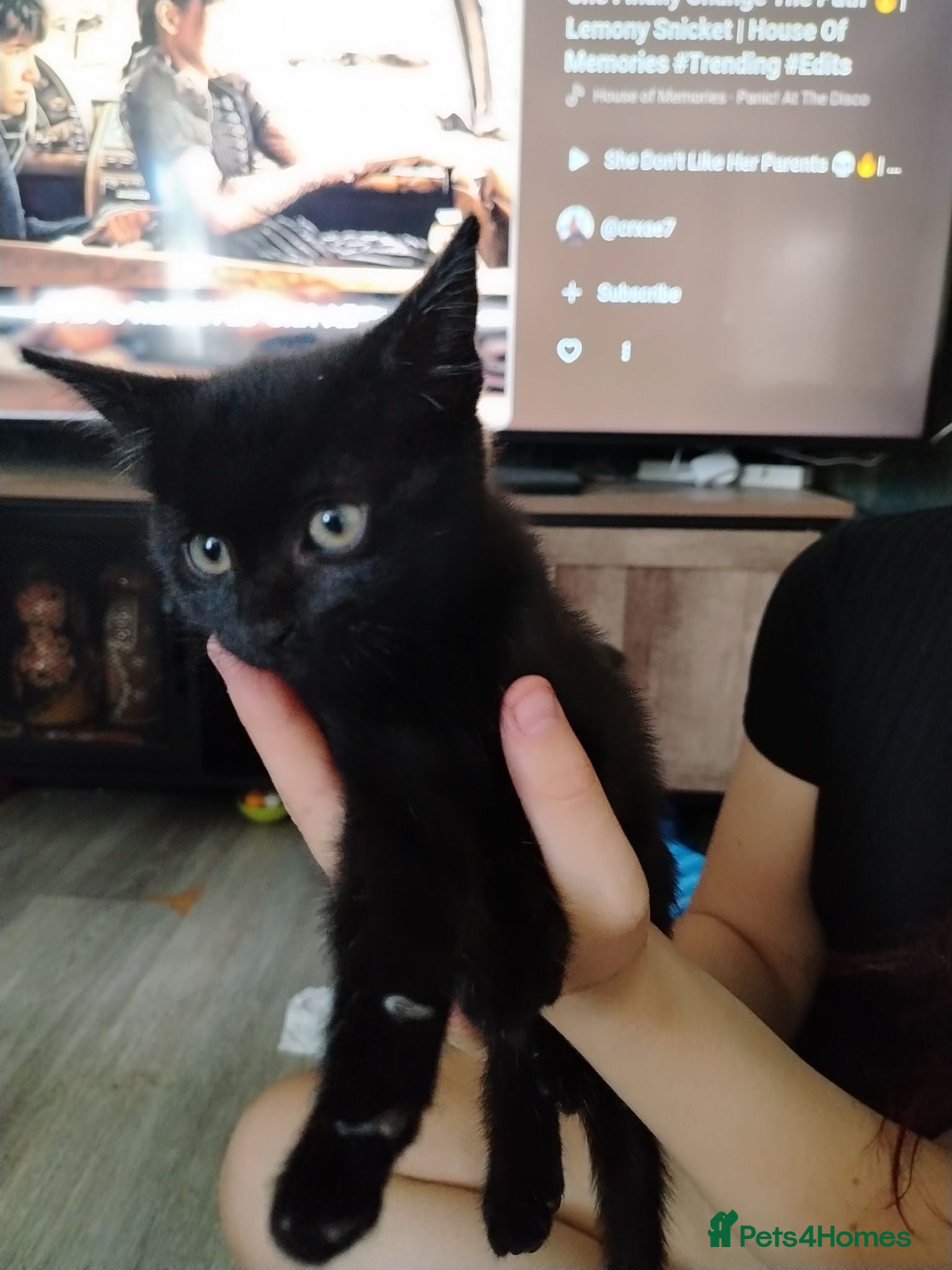 Mixed Breed cats Ready now!  - Advert 17