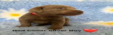 Labrador Retriever 1