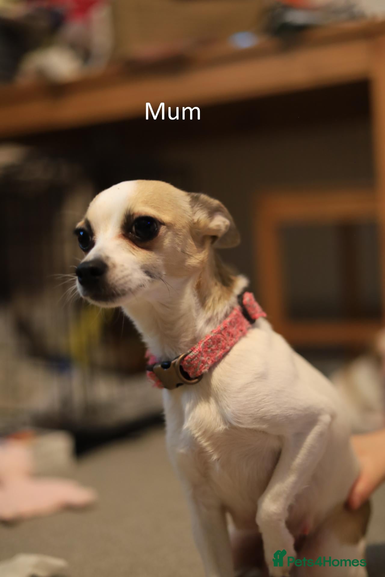 Chihuahua dogs for sale: Chihuahua Puppies - Advert 6