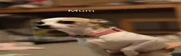 Chihuahua dogs for sale: Chihuahua Puppies - Advert 1