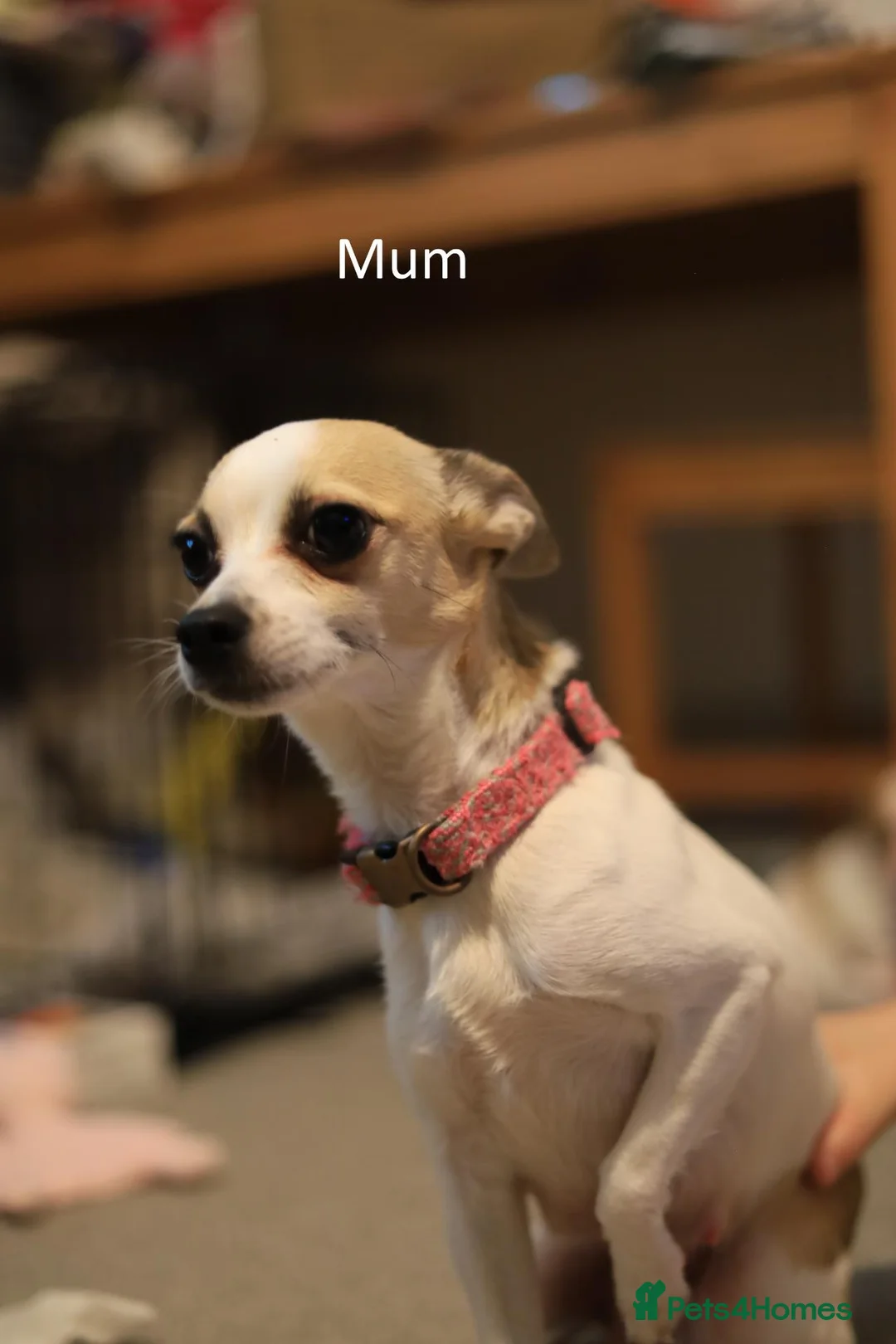 Chihuahua dogs for sale: Chihuahua Puppies - Advert 1