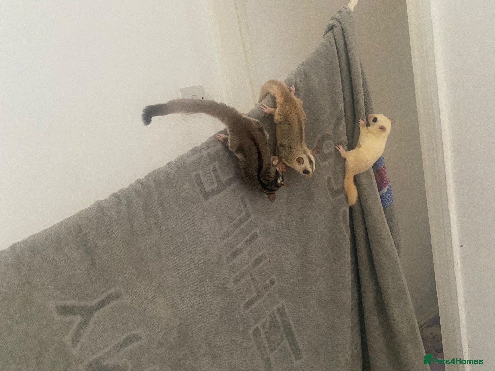 Sugar Glider rodents Unralater breeding pair  - Advert 9