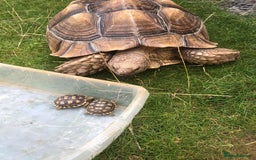 Tortoise reptiles for sale: Baby sulcata tortoises - Image 5