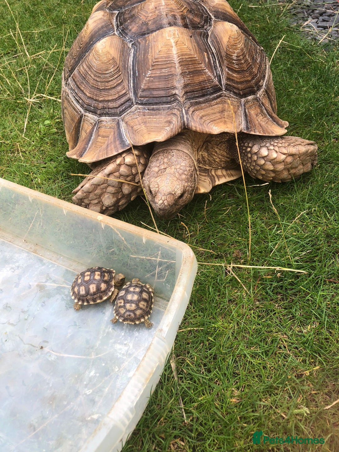 Tortoise reptiles for sale: Baby sulcata tortoises - Image 5