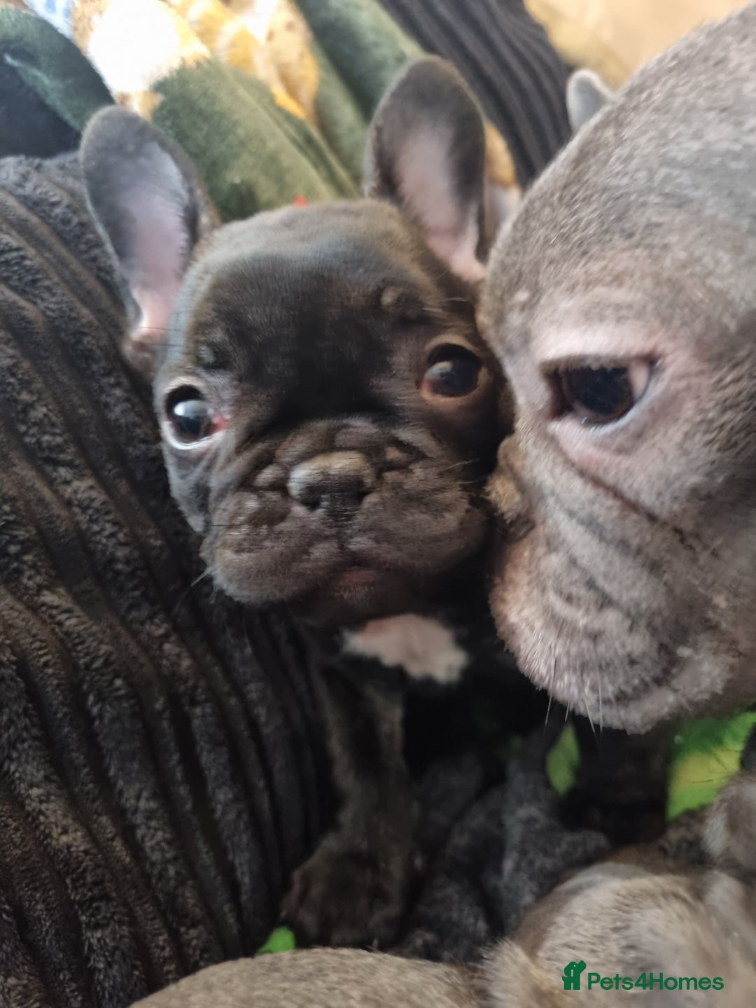 French Bulldog dogs for sale: French Bulldog Puppy - Advert 4