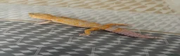 Leopard Gecko reptiles for sale: Male Leopard geckos  - Advert 11