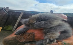 Lionhead rabbits for sale: Lionhead bunnies - Image 3