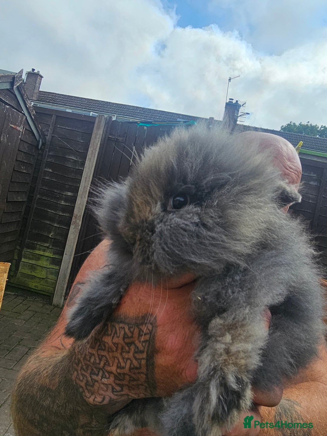 Lionhead rabbits for sale: Lionhead bunnies - Image 3