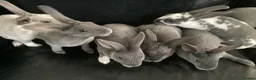 Rex rabbits for sale: Mini rex - Advert 4