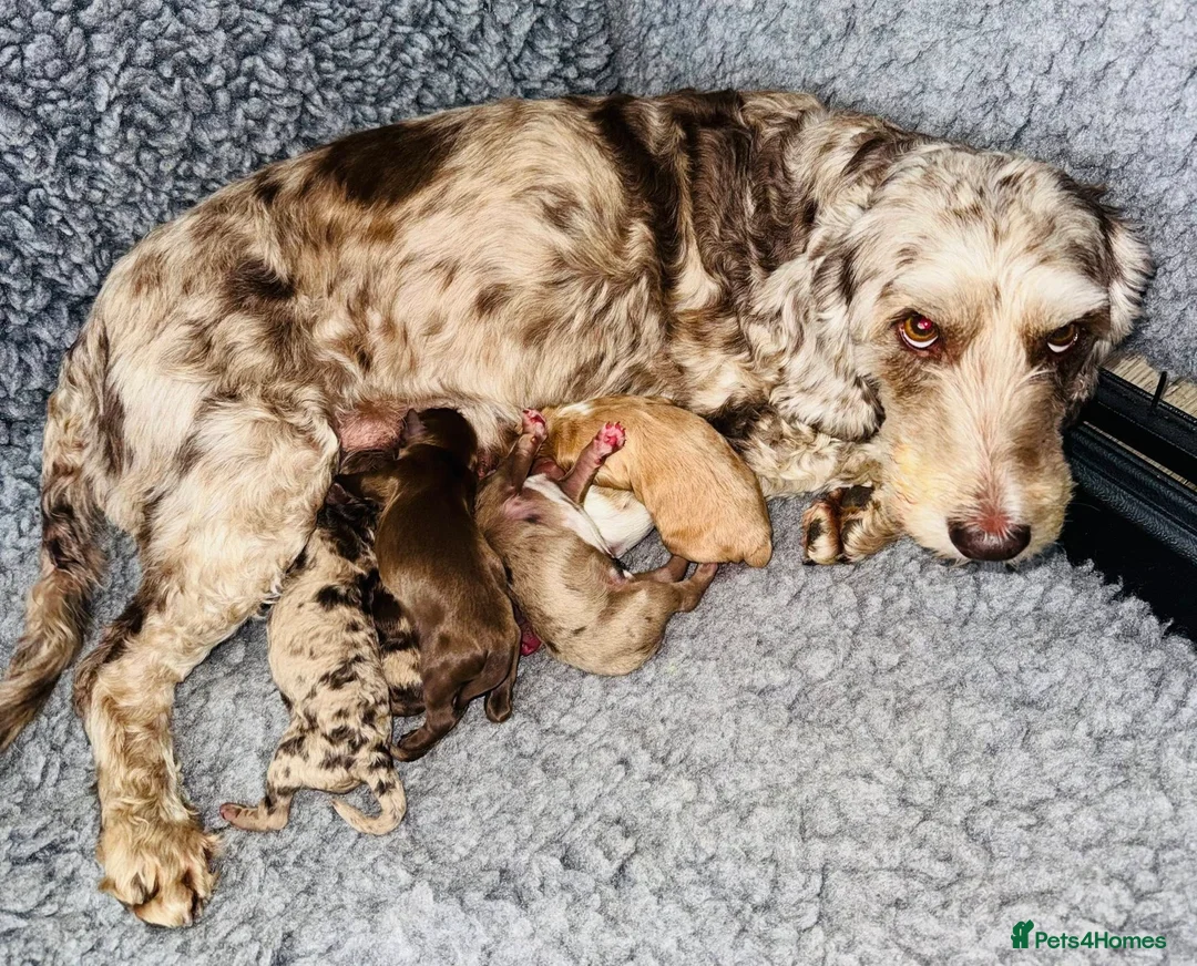 Cockapoo dogs for sale: DNA TESTED, Outstanding Cockapoos Ready 5th JULY - Advert 7