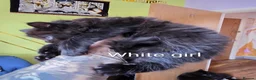 Mixed Breed cats for sale: Beauty litter of ragcoon -tuxedo cross  in Preston - Advert 18