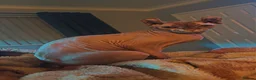 Sphynx cats for sale: Albie SPHYNX - Advert 4