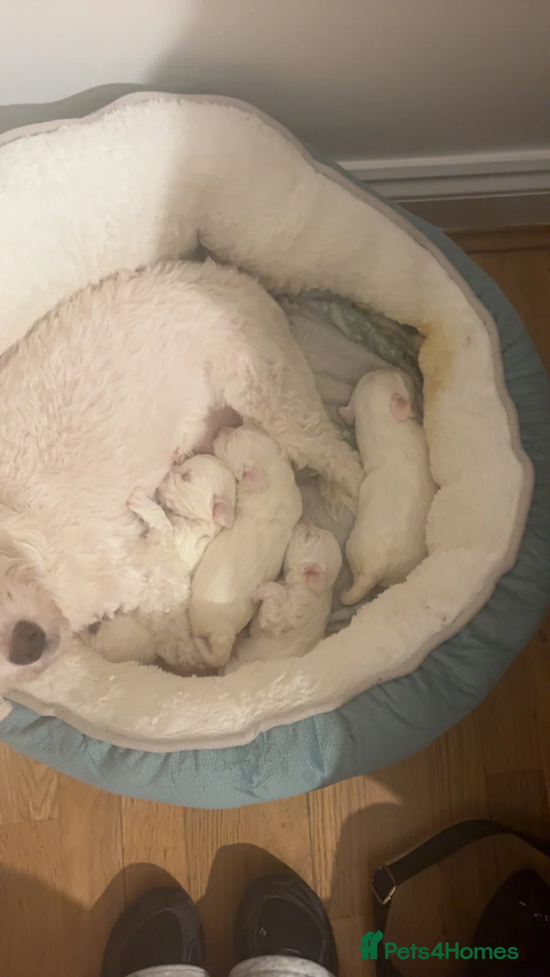 Bichon Frise dogs for sale: 🐶 Puppies Looking for Their Forever Homes 🐶 - Advert 2