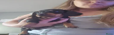Dachshund Puppy 4