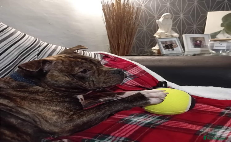 Mixed Breed dogs - Advert 1