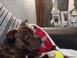 Mixed Breed dogs - Advert 16