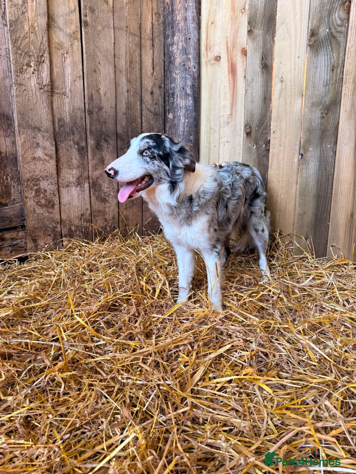 Border Collie dogs Red and Blue Merle Collies - Advert 15