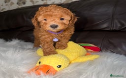 Toy Poodle dogs for sale: Gorgeous Fox Red Toy Poodle Females😍 - Image 7