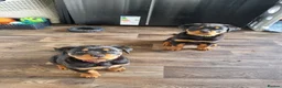 Rottweiler dogs for sale: Kc registered rottweiler pups - Advert 4
