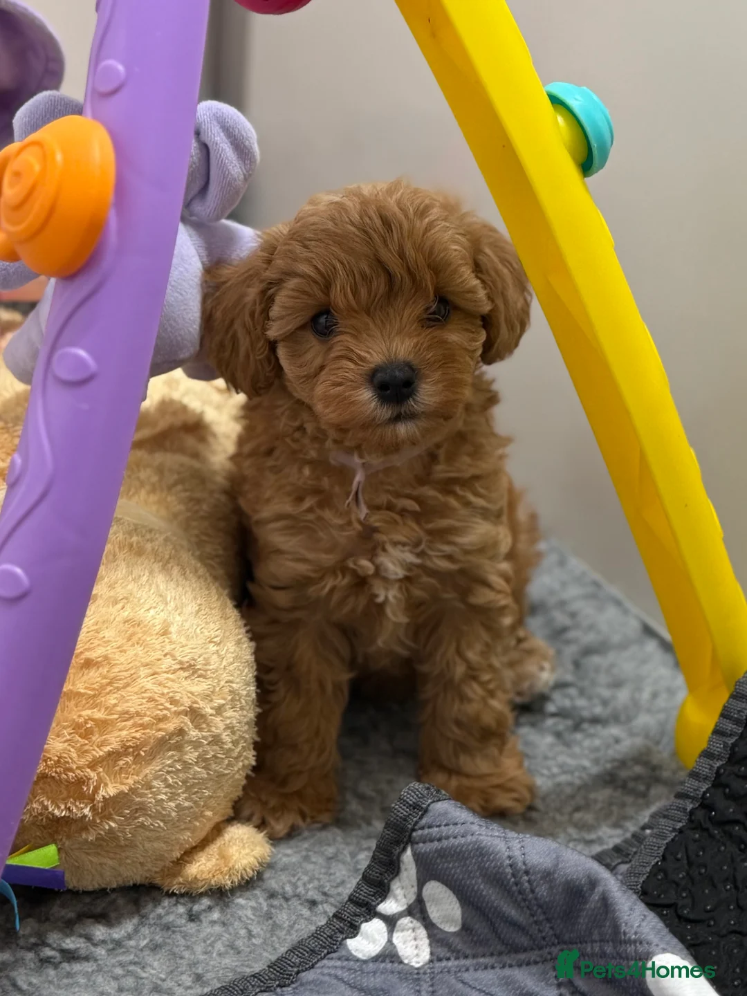 Schnoodle dogs for sale: F1 Toy Mega Coat Schnoodles - Advert 15