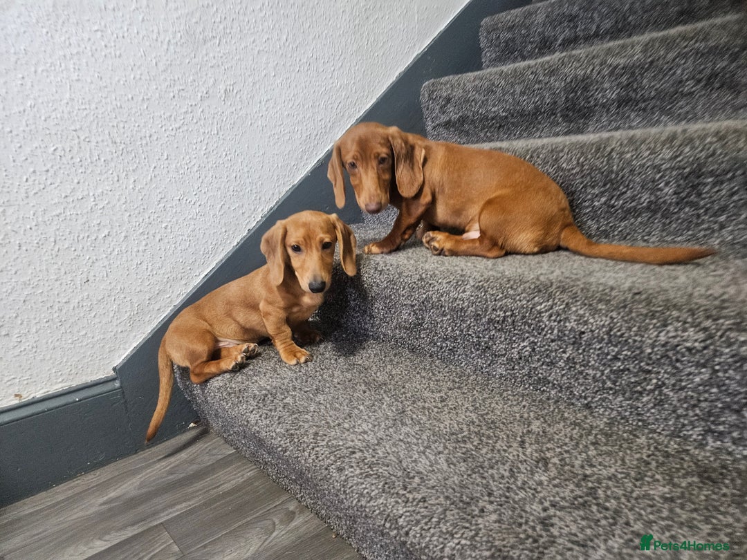 Miniature Dachshund dogs for sale: Miniture dachshund puppys  in Turriff - Image 6