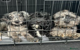 Cockapoo dogs for sale: Ready Now Beautiful Cockapoo pups £1000 in Wolverhampton - Image 9