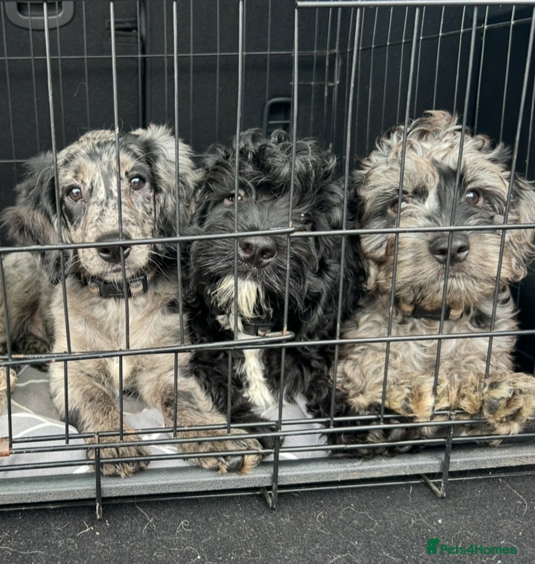 Cockapoo dogs for sale: Ready Now Beautiful Cockapoo pups £1000 in Wolverhampton - Image 9