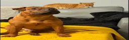 Staffordshire Bull Terrier dogs for sale: Stunning Red Staffordshire Bull Terrier Puppies - Advert 18