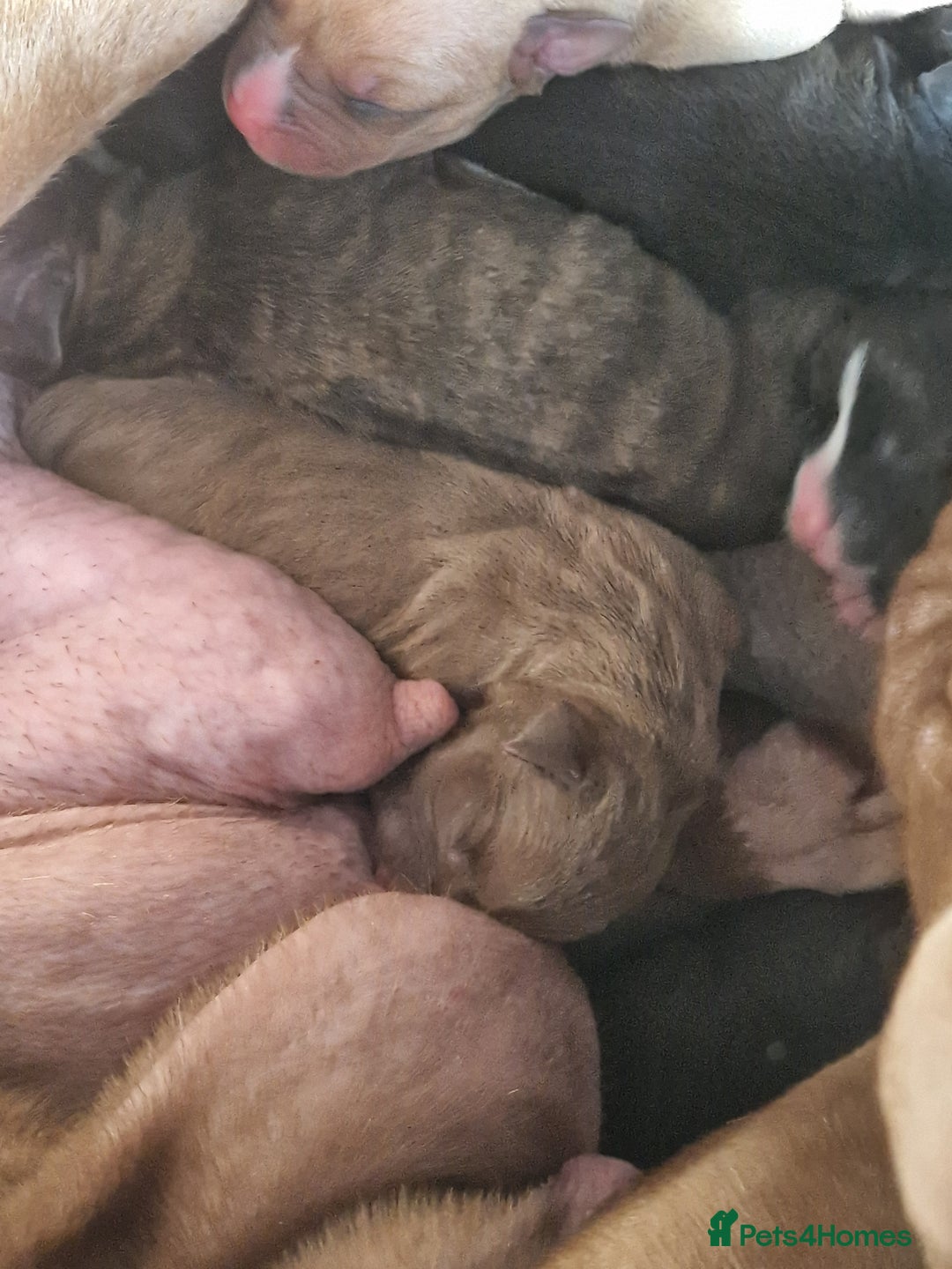 Mixed Breed dogs for sale: Presa/American Johnson bulldog - Image 12