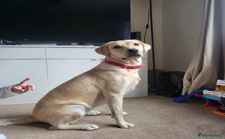 Labrador Retriever dogs 1 Year Old Female Yellow Labrador  - Advert 1